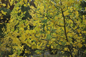 aspens_Breckenridge.JPG