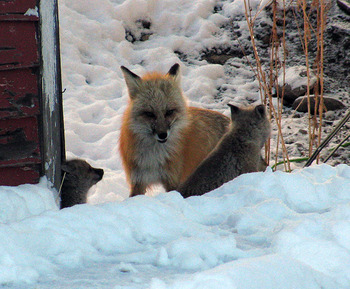 mama-fox snow2-kits-1.jpg